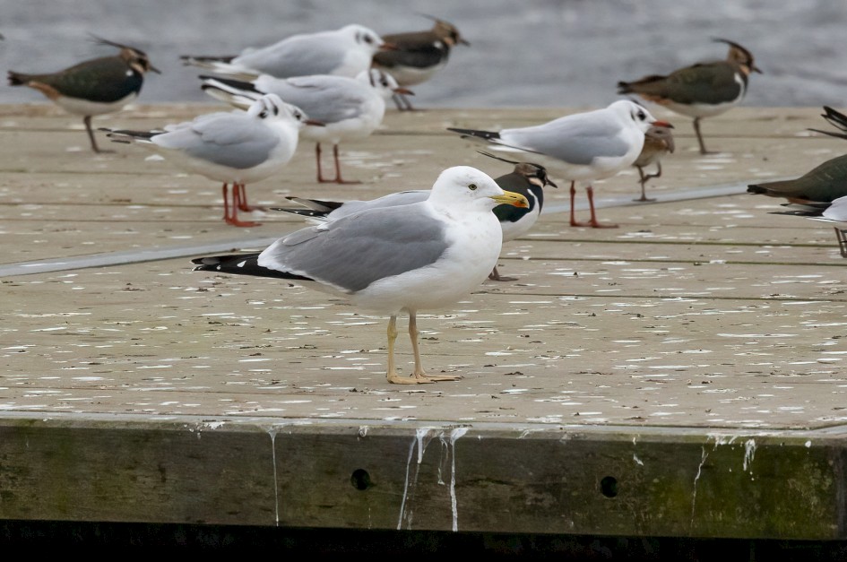 Yellow-legged Gull, 1/640 sec, f/7.1, 500 mm, ISO 3200