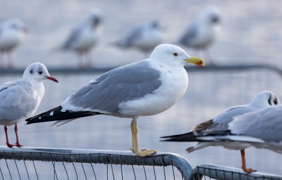 Yellow-legged Gull, 1/640 sec, f/7.1, 500 mm, ISO 1000